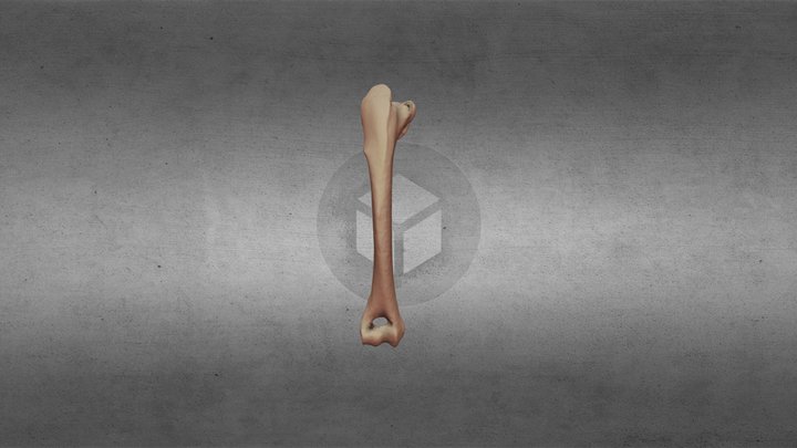 Humerus of 𝘗𝘳𝘰𝘭𝘢𝘨𝘶𝘴 𝘴𝘢𝘳𝘥𝘶𝘴 3D Model
