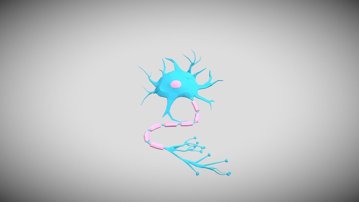 Nerve cell [TH] for Education 3D Model