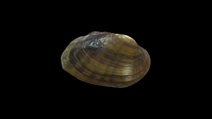 Freshwater Mussel General Morphology (Mucket) 3D Model