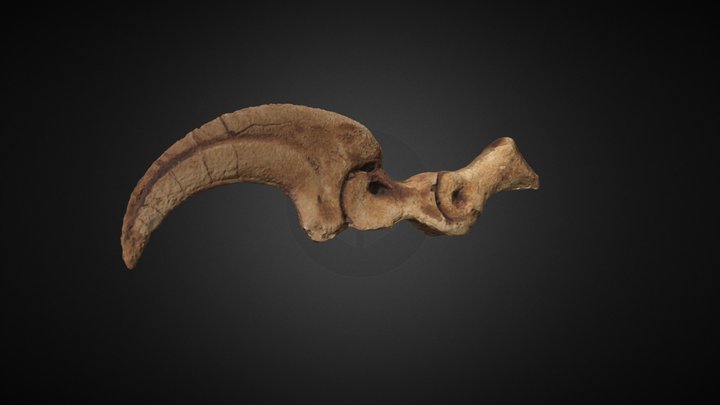 Deinonychus antirrhopus Claw 3D Model