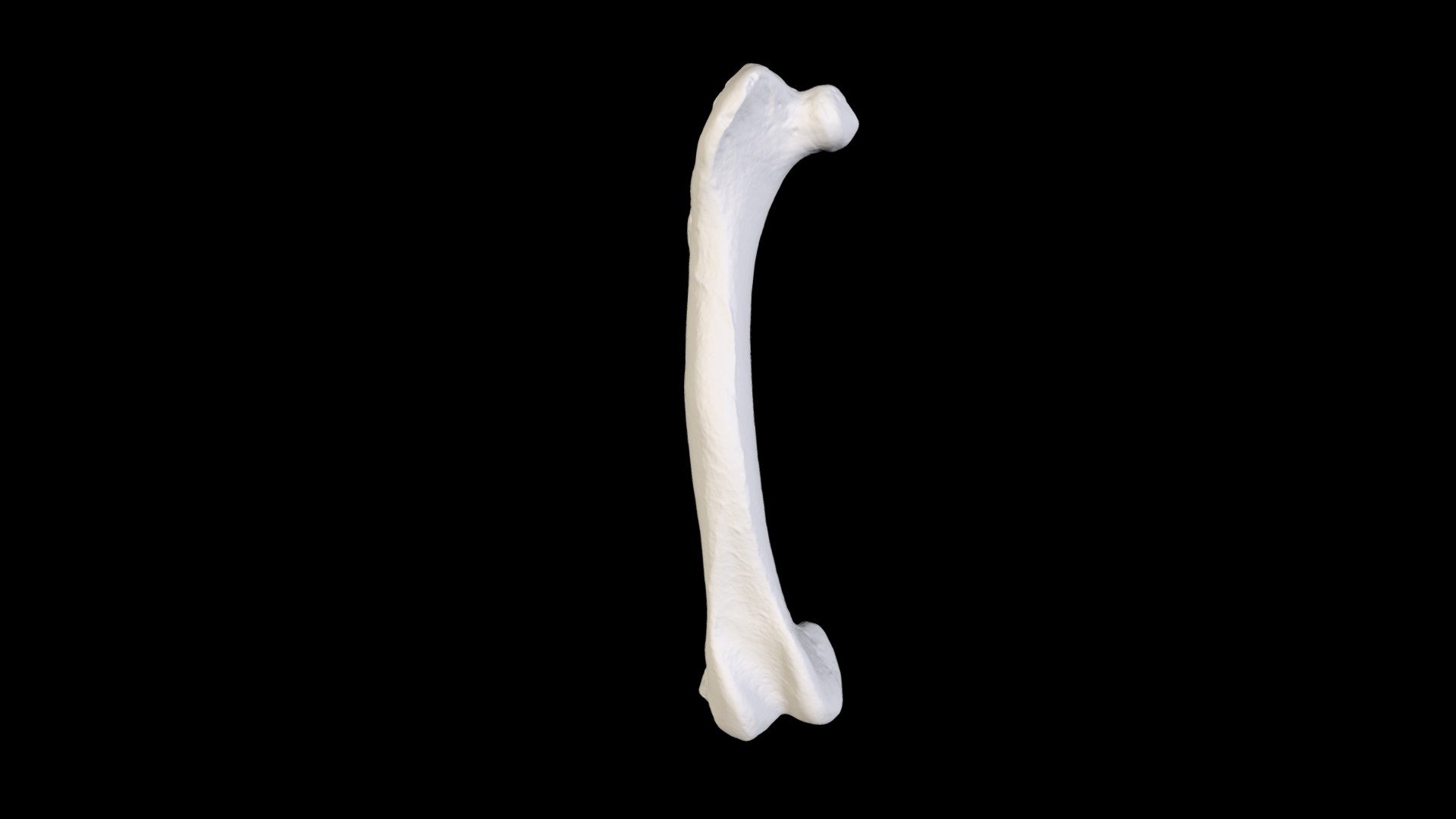 North Island brown kiwi (Apteryx mantelli) femur — Sketchfab embed 3D viewer