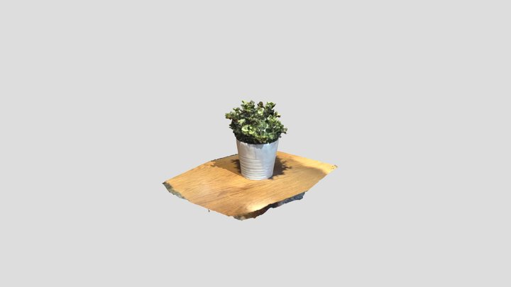 Ashley_plant 3D Model