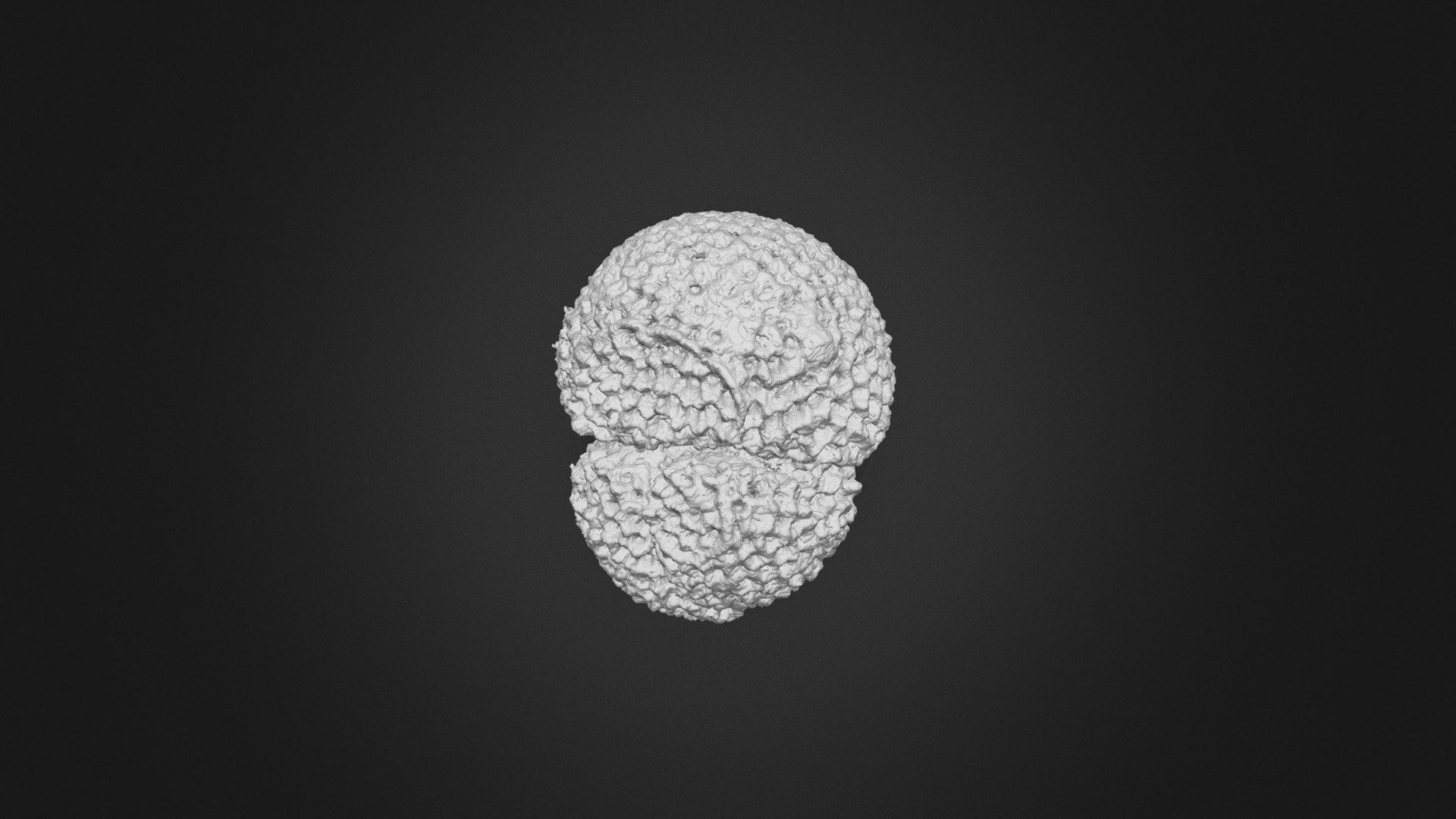 Trilobatus trilobus2_Miocene_Atlantic