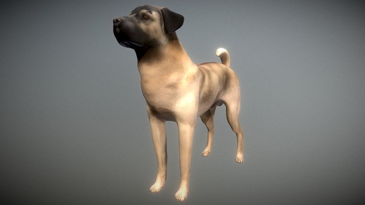 Anatolian Shepherd & Kangal Hybrid (Low Poly) 3D Model