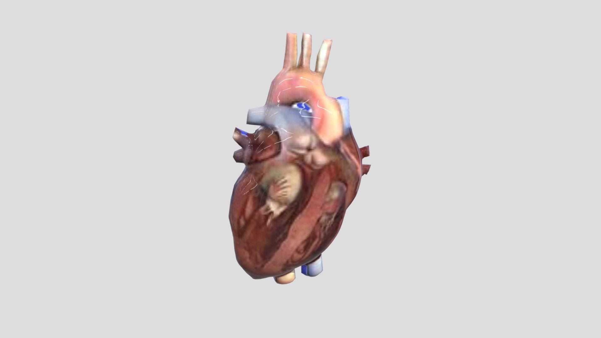 Bentuk 3d Jantung