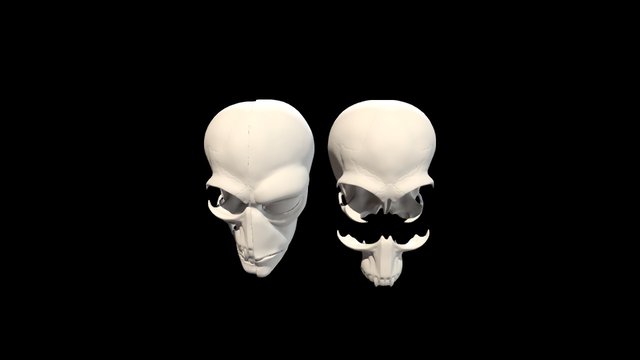 Duros skull 3D Model