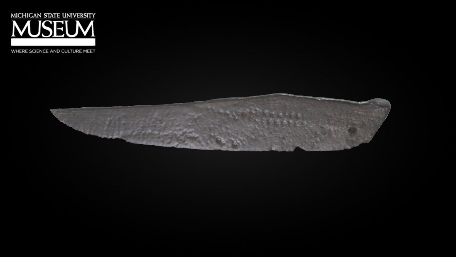 Clasp Knife Blade