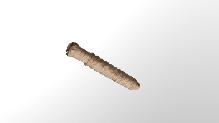 Carved bone musical instrument mouth piece 3D Model
