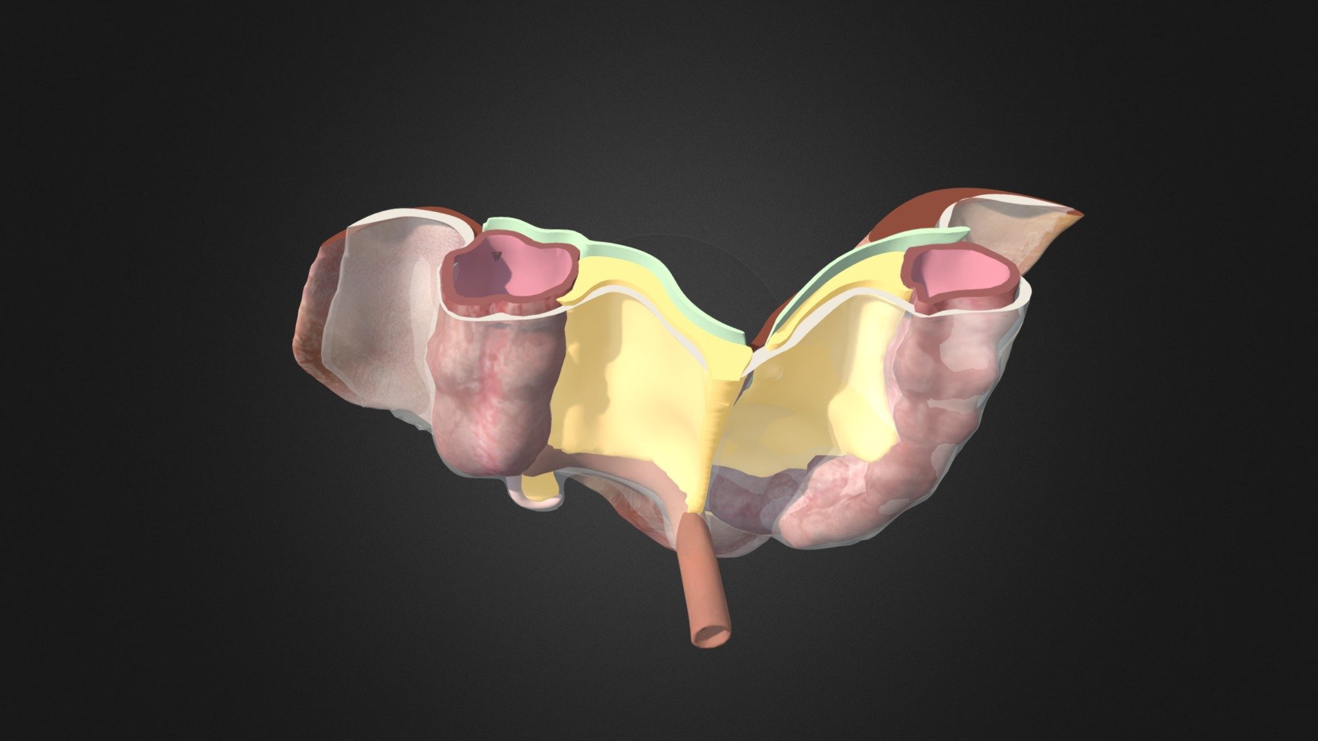 QR  3 Section through left and right mesocolon — Sketchfab embed 3D viewer