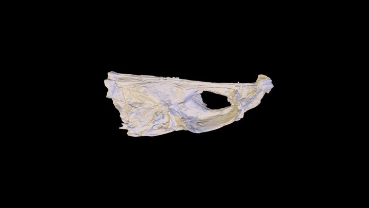 Black Grouper (Mycteroperca bonaci) 3D Model