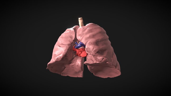 Trachea 3D models - Sketchfab