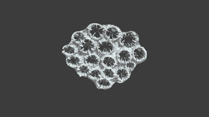 Astraea (Orbicella) coronata: Detail View – Modello 3D gratuito STL