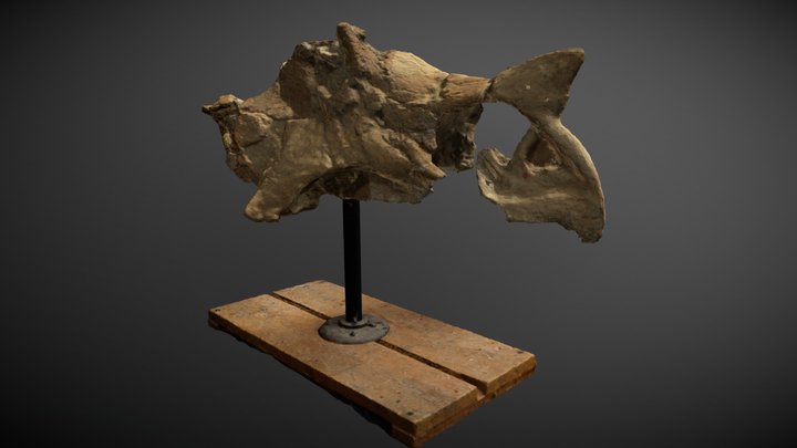 Triceratops prorsus -Skull - Pre Reconstruction 3D Model