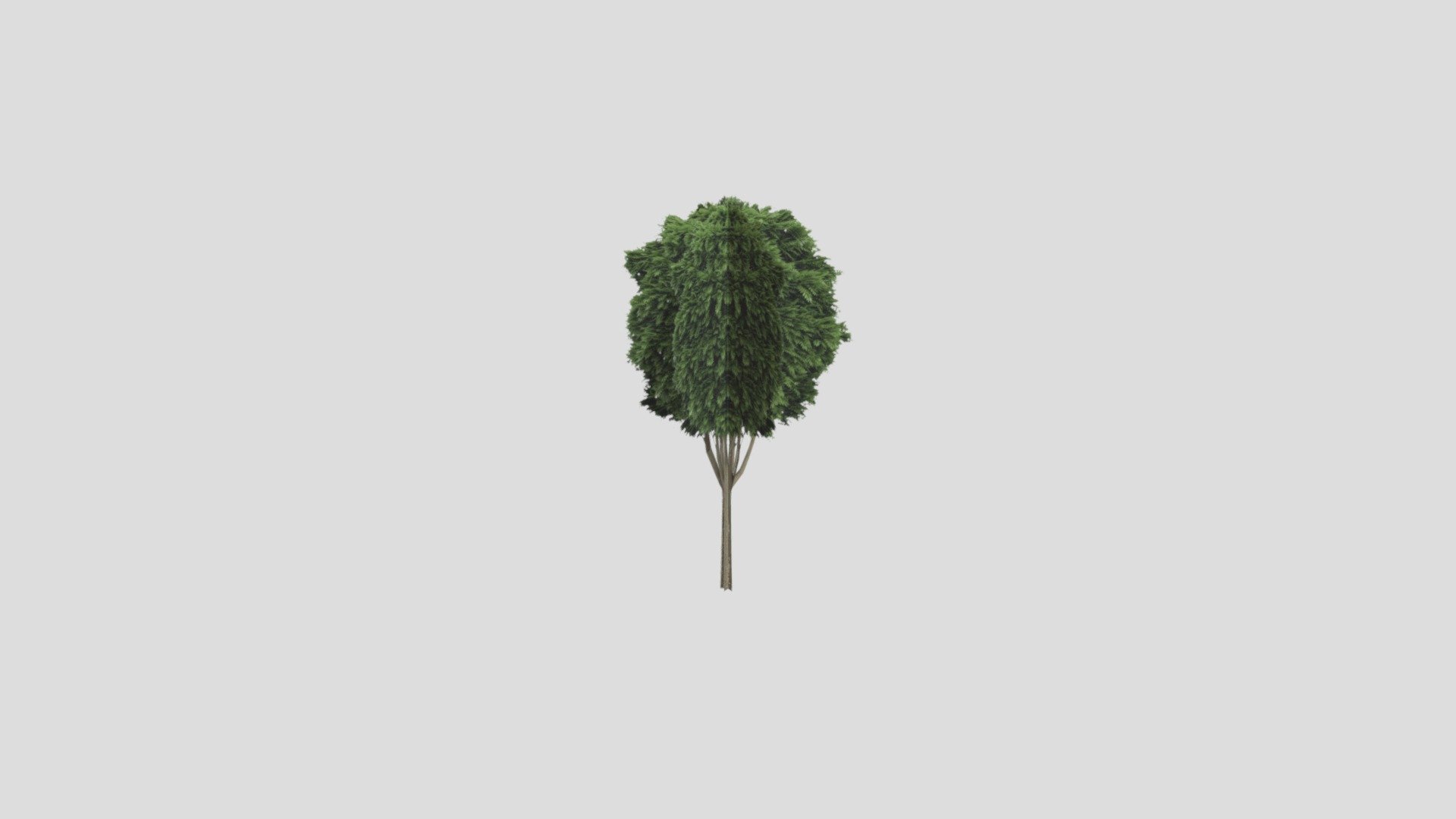Treea