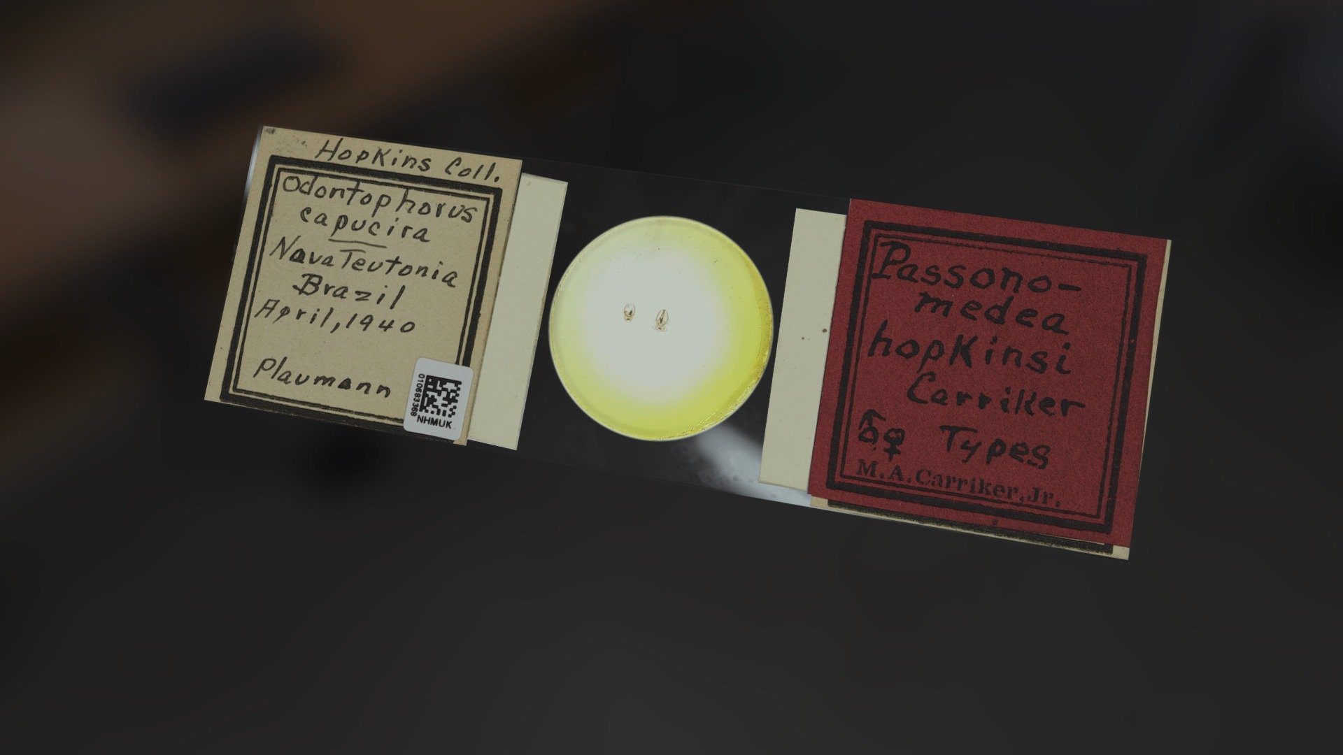 Passonomedea hopkinsi slide, 1944