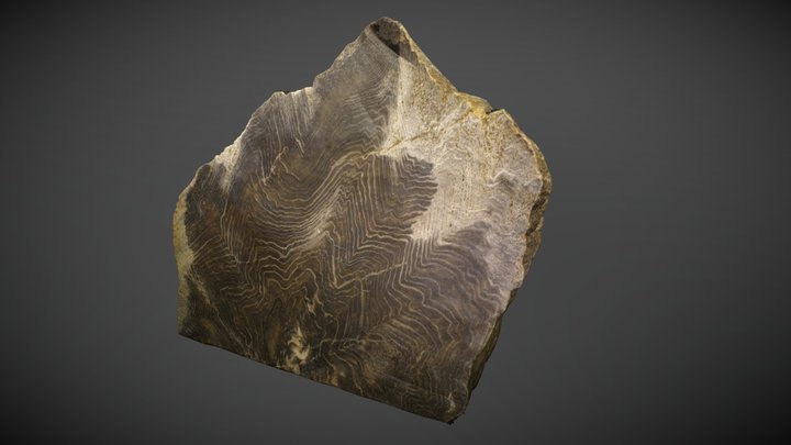 Silicified Wood Section Polish 780k 3D Model