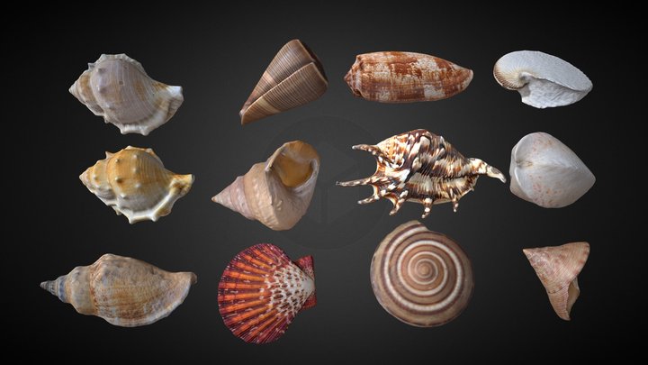 贝壳若干 3D Model
