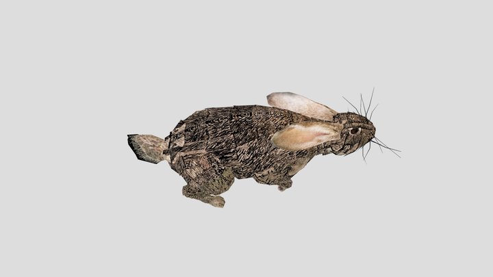Rabbit 3d model animated sketch 3D Model