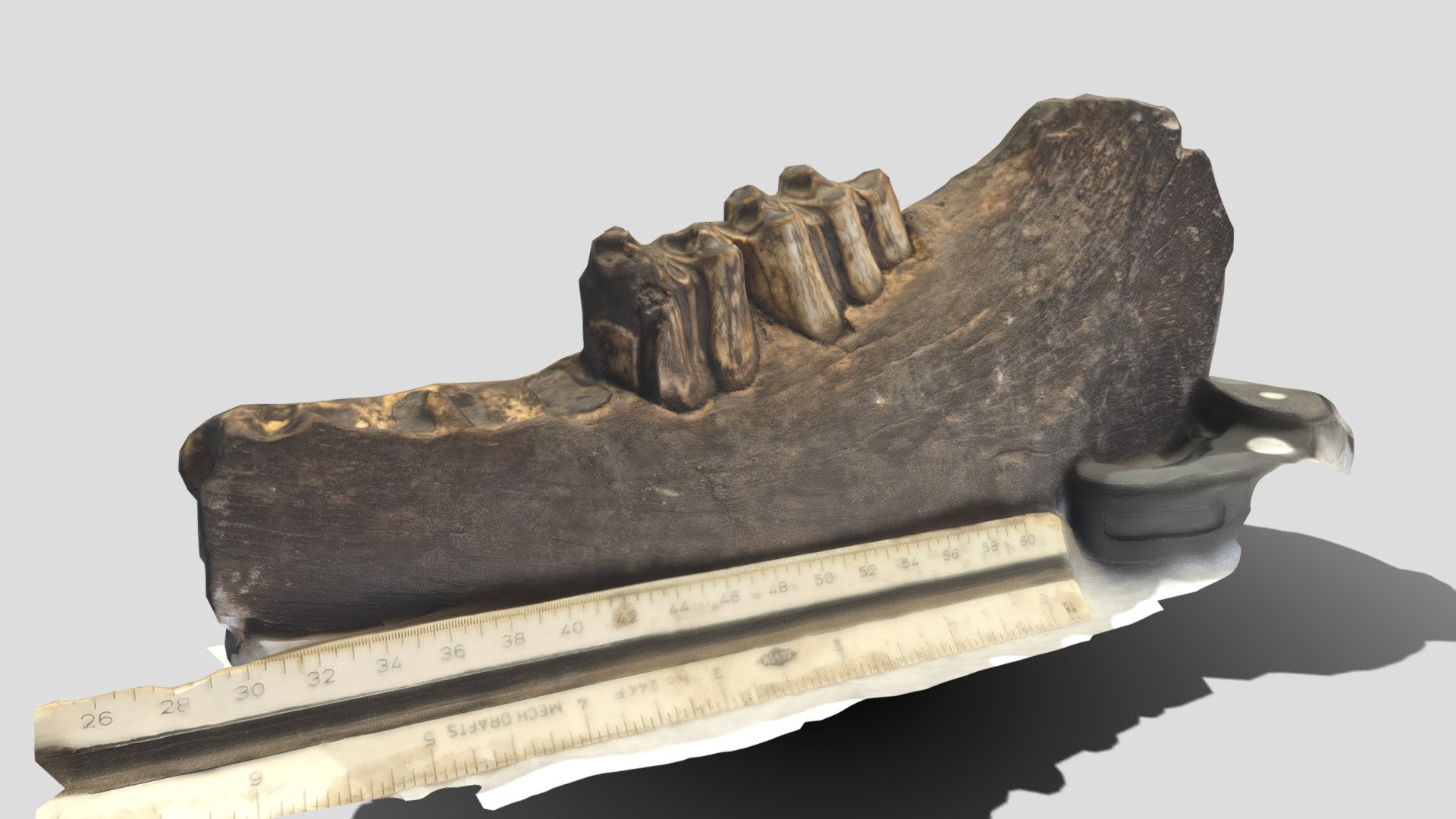 MegaBison Jaw - 3D model by Michael Girard (@neexplorers) [bfdea06 ...