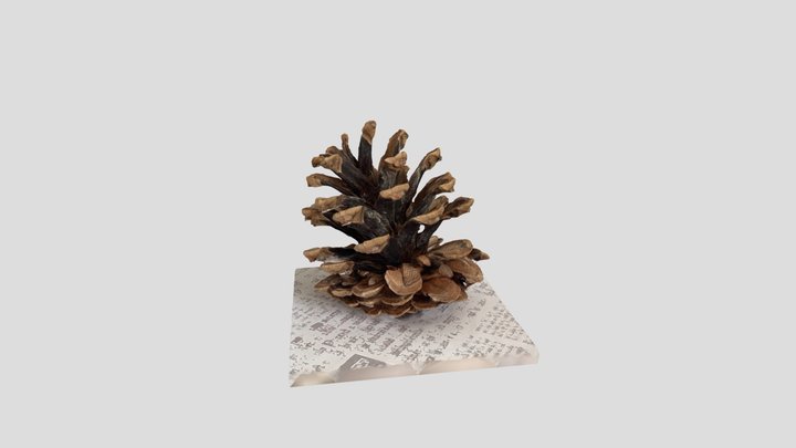 Cone pine 3D Model