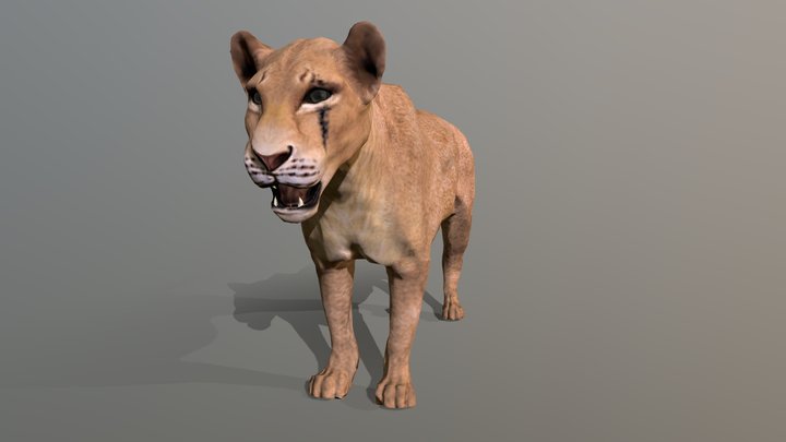 Lioness 3D Model