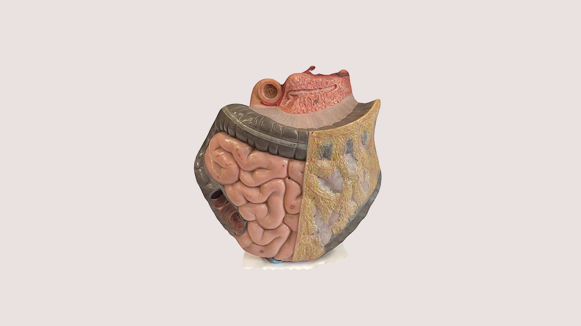 Anatomical model of the intestines