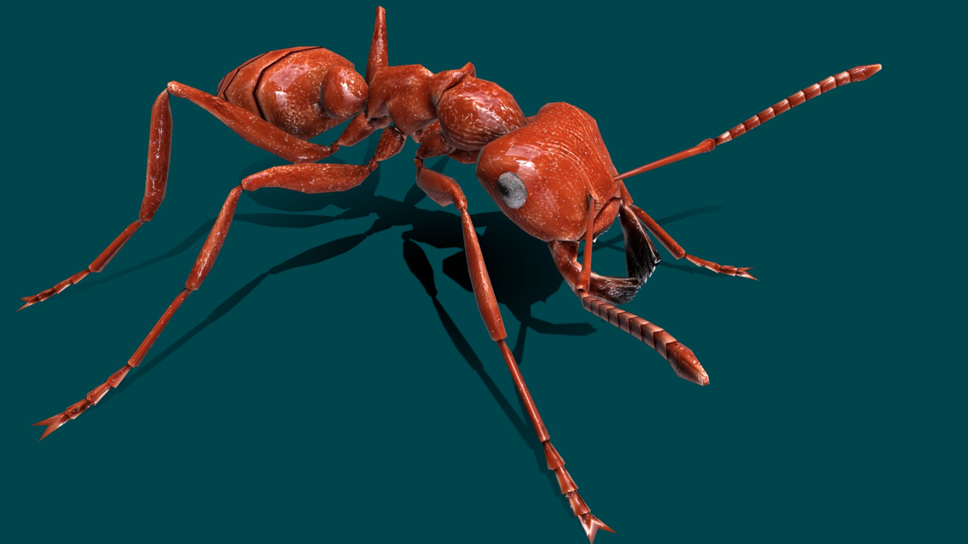3D model Ant Lowpolys 3D - This is a 3D model of the Ant Lowpolys 3D. The 3D model is about a close-up of a spider.