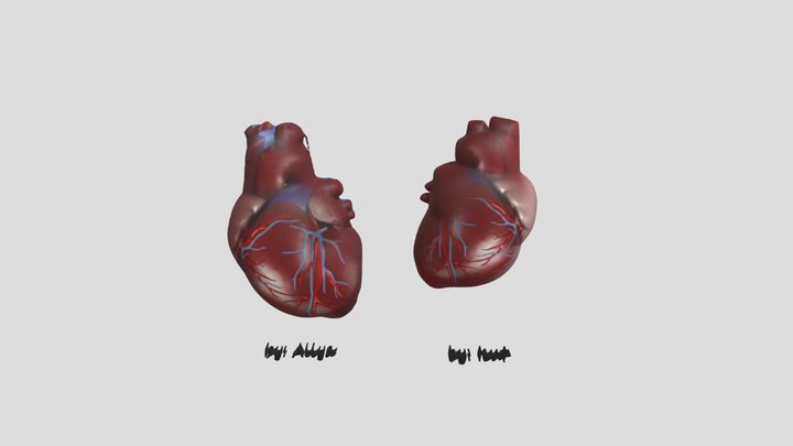 2 Jantung 3D