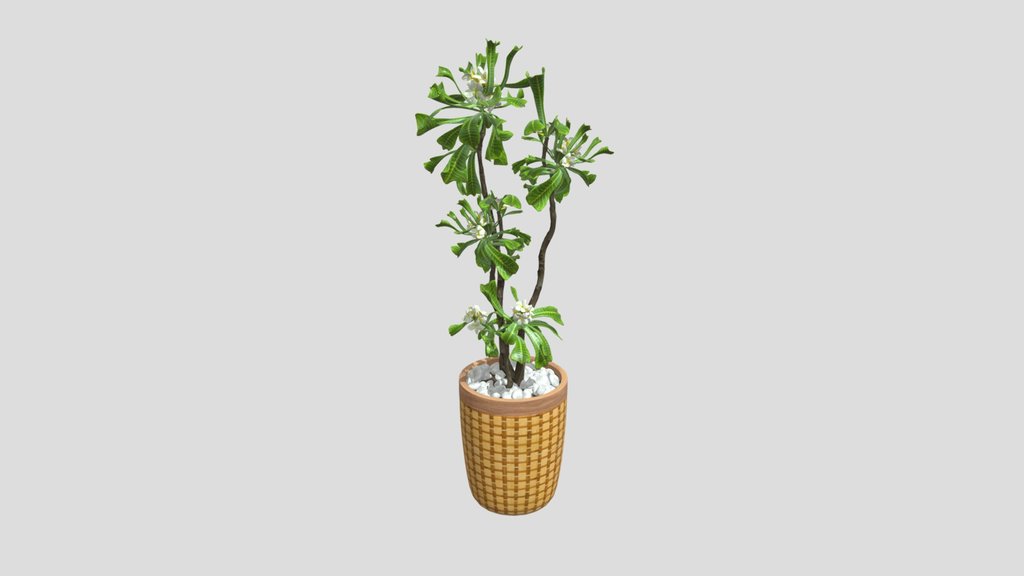 Potted Frangipani Tree