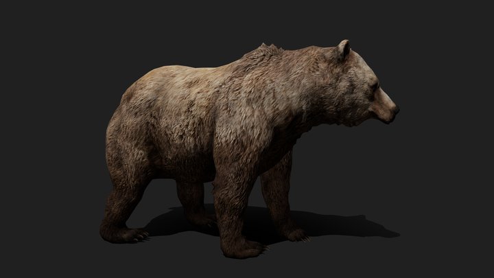 Realistic Animated Bear 3D Model 3D Model