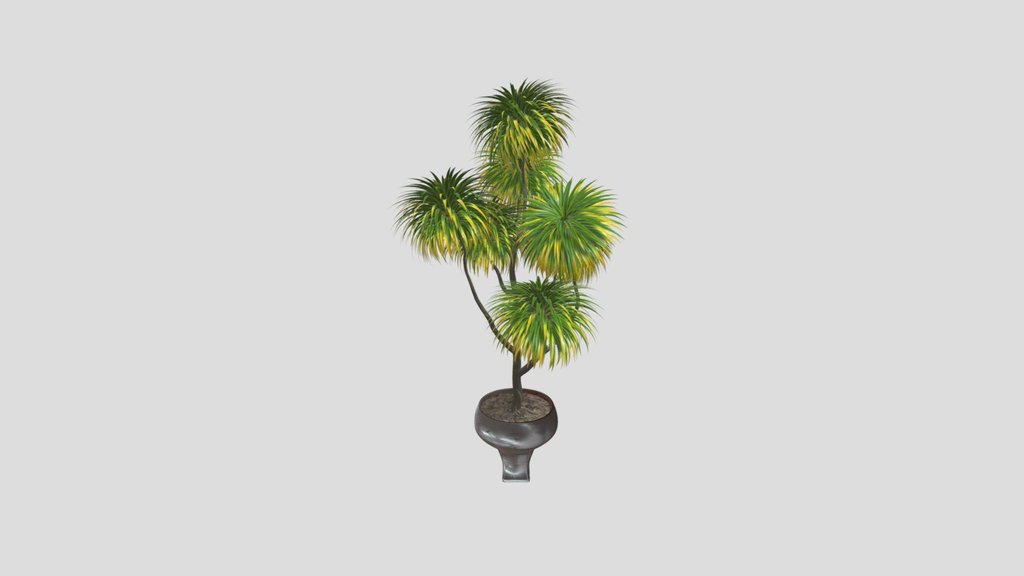 Cabbage Palm