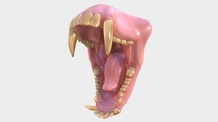 Monkey (Macaque) Mouth 3D Model