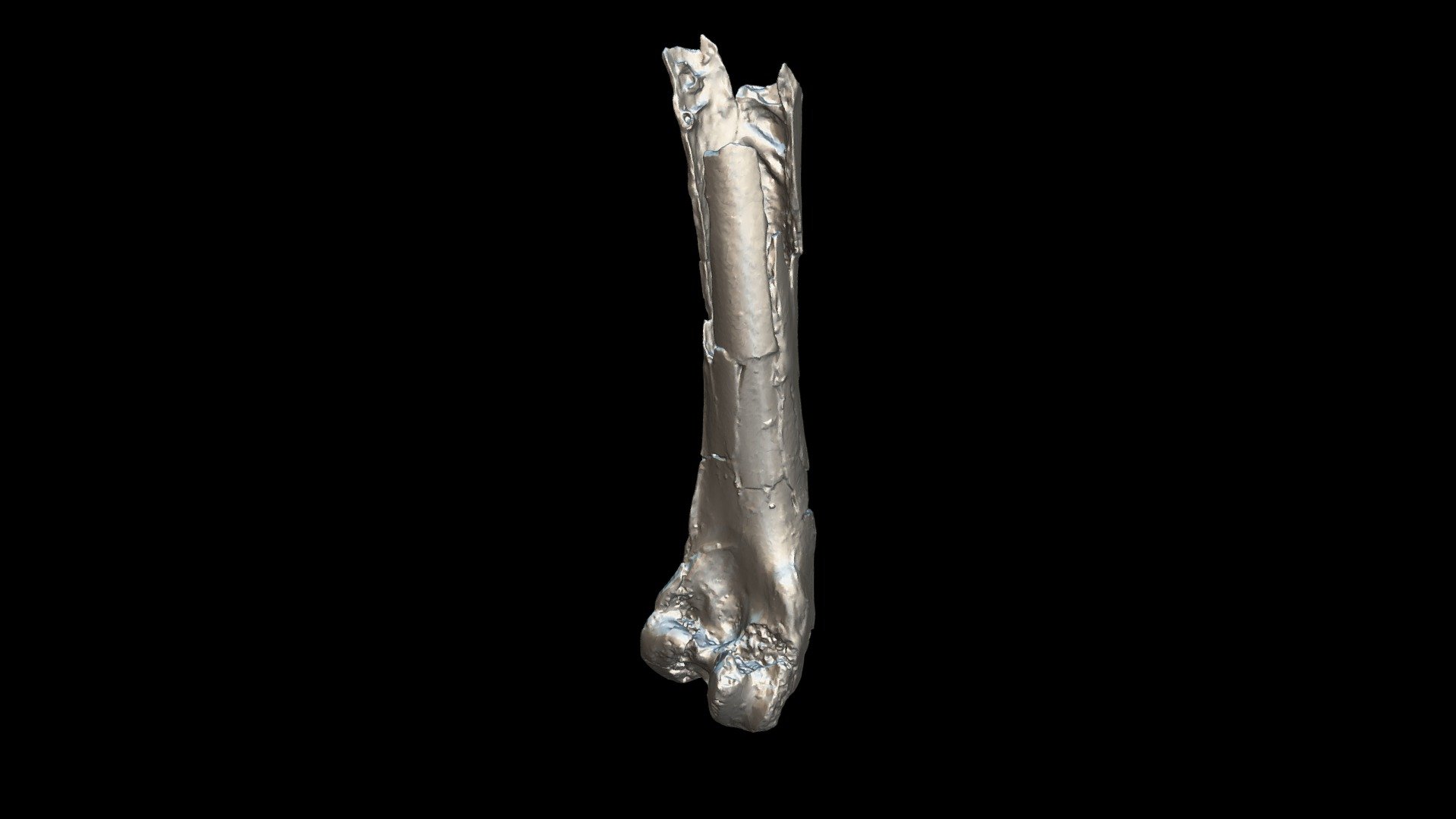 Lutetodontopteryx femur (distal part): shape