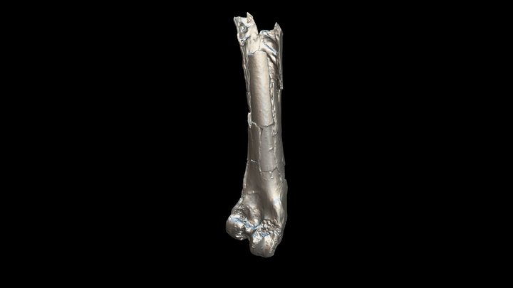 Lutetodontopteryx femur (distal part): shape 3D Model