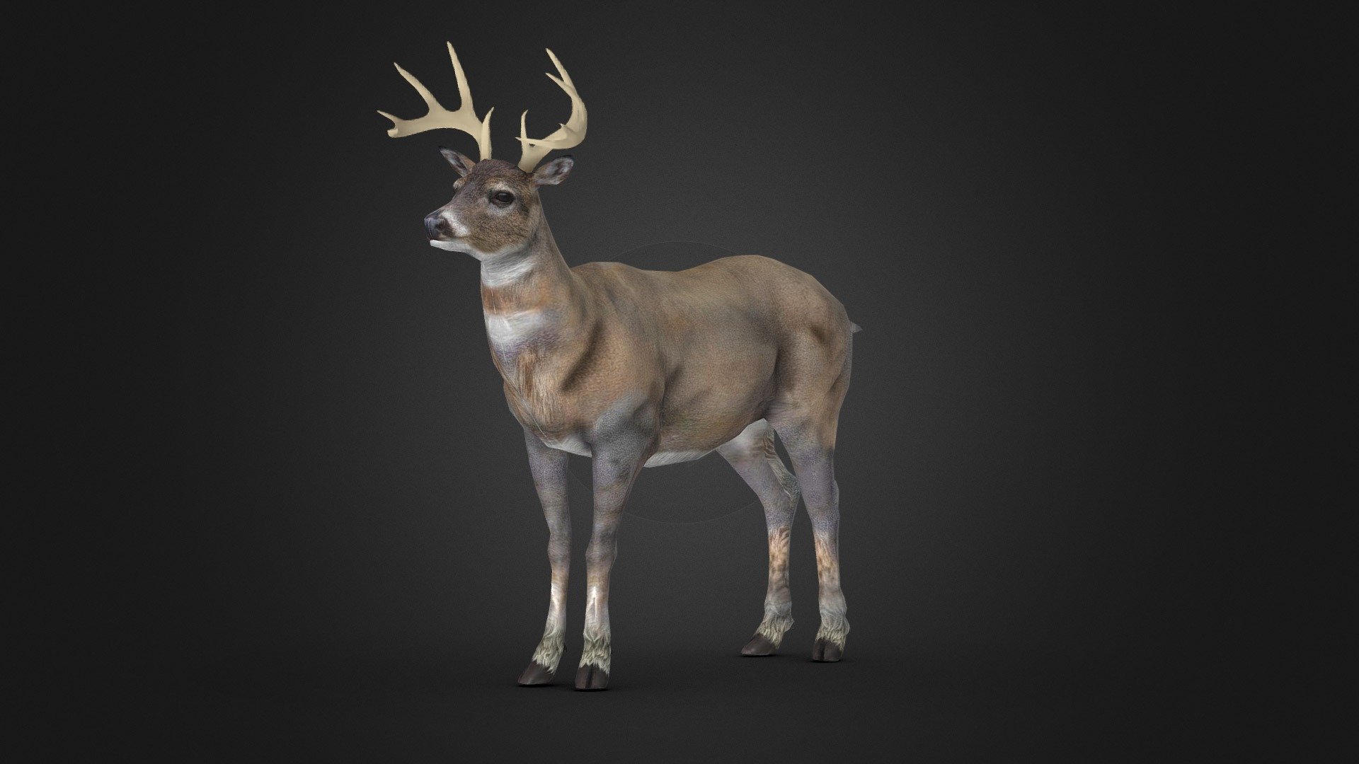 Male White Tail Deer - Rigged - Buy Royalty Free 3D model by Iofry ...