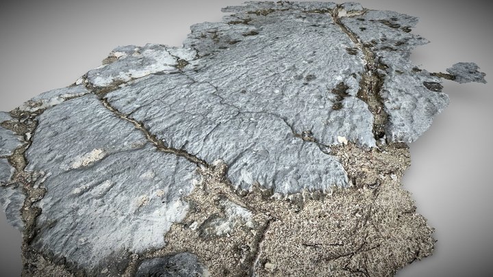 micro-atoll fossile 3D Model
