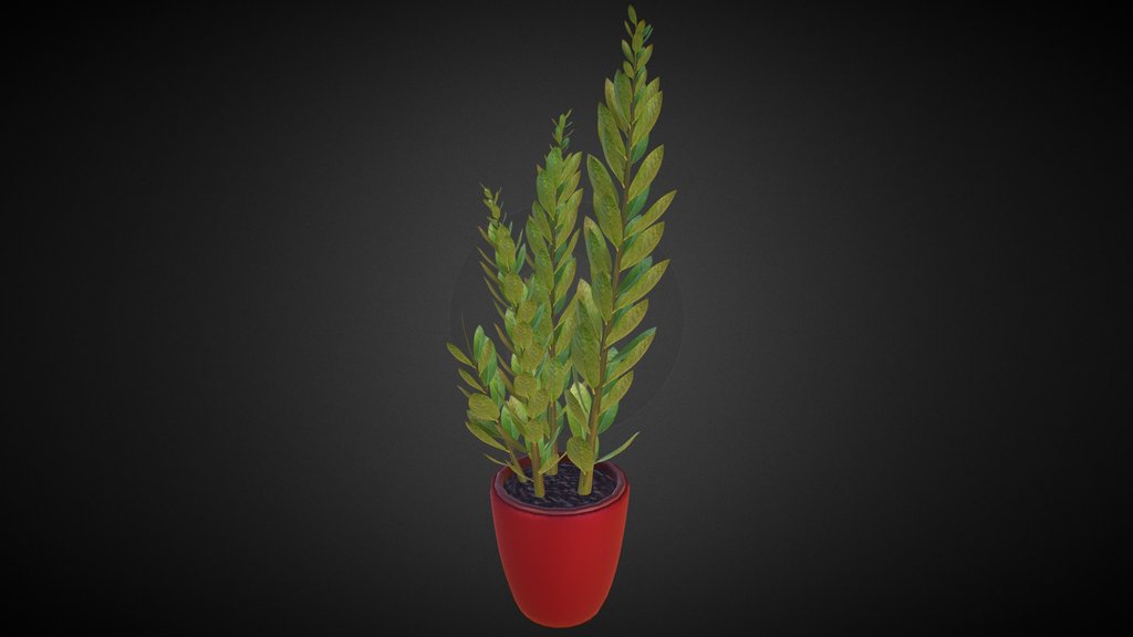Indoor Plant