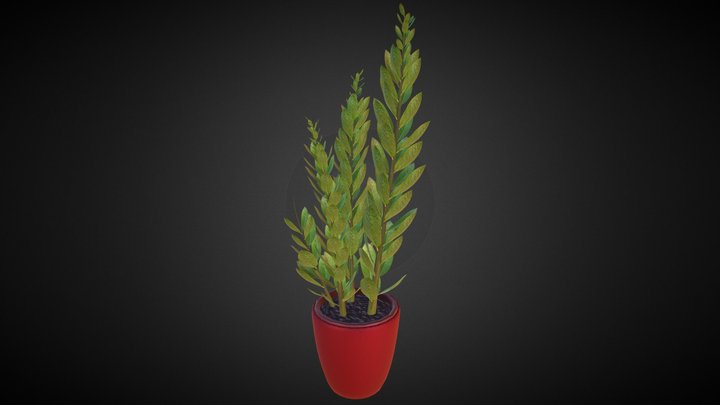 Indoor Plant