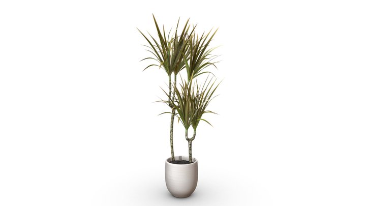 Dracaena Marginata