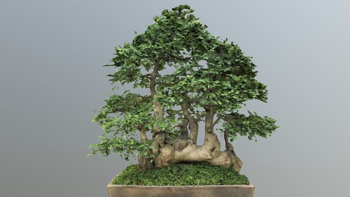 Bonsai from Botanical Garden of the City Prague 3D Model