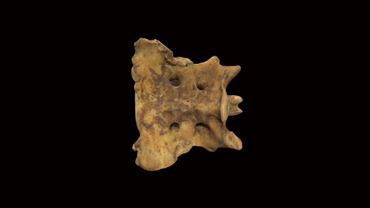 Sacro de perro doméstico / Domestic dog sacrum 3D Model