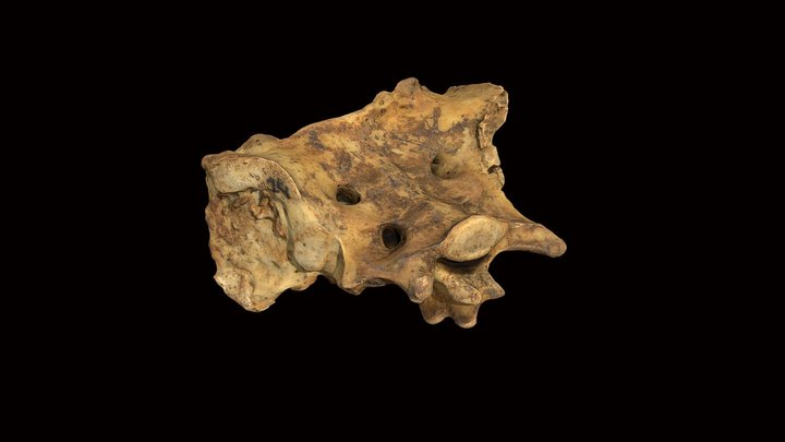 Sacro de perro doméstico | Domestic dog sacrum 3D Model