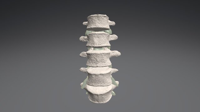 L1-5 Opaque 3D Model