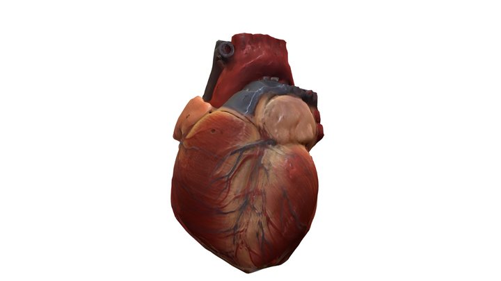 HEART LAST VERSION 3D Model