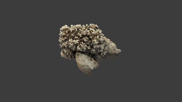 Pocillopora damicornis – Modello 3D gratuito STL