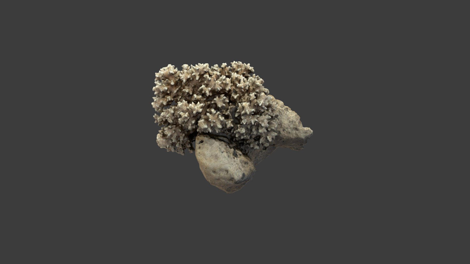 Pocillopora damicornis
