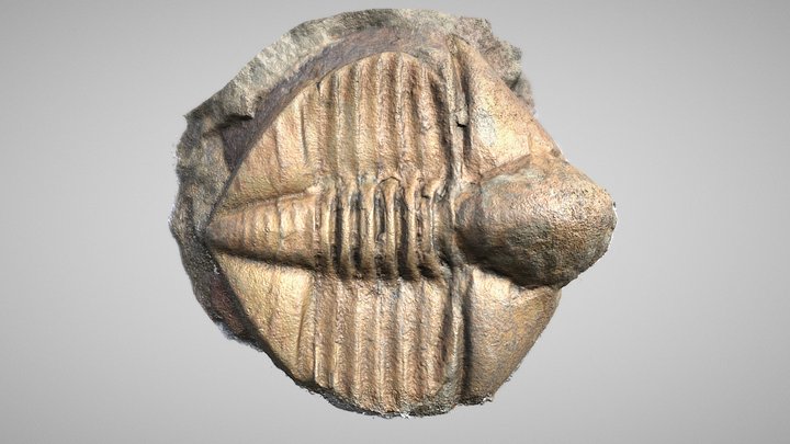 Trinucleida, cf Lonchodomas 3D Model