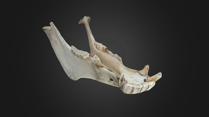 Quijada de burro – Modello 3D gratuito STL