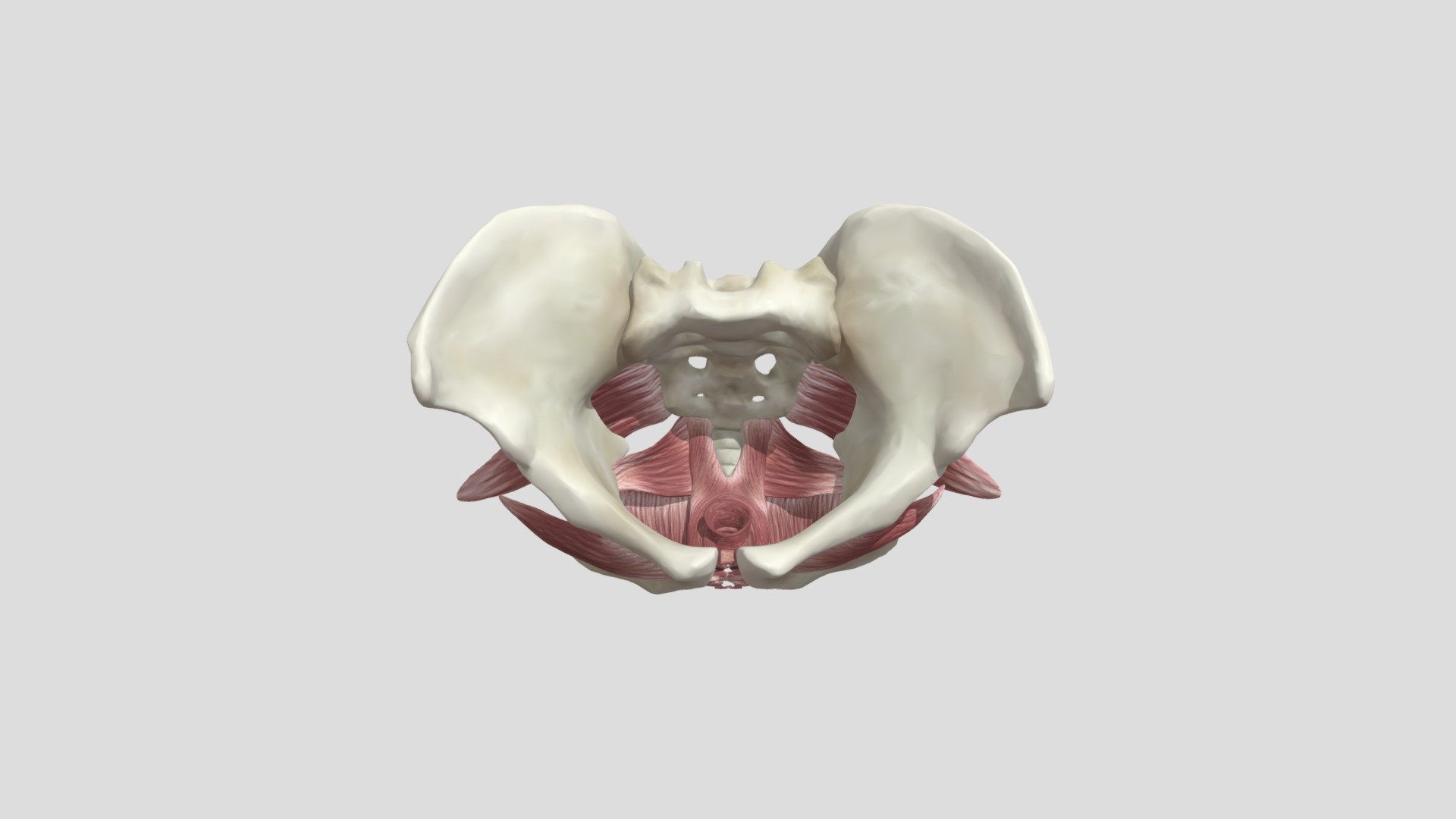 Beckenboden Pelvic Floor Alonea PelvicTool — Sketchfab embed 3D viewer