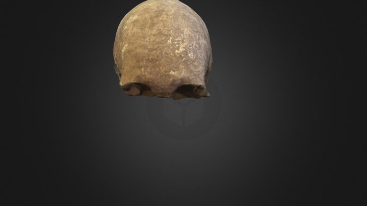 Deformovaná lebka Lochenice 3D Model